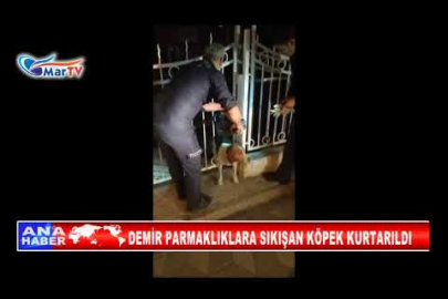 DEMİR PARMAKLIKLARA SIKIŞAN KÖPEK KURTARILDI