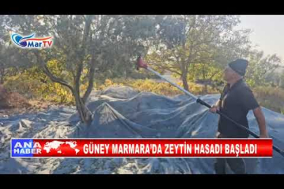 GÜNEY MARMARA’DA ZEYTİN HASADI BAŞLADI