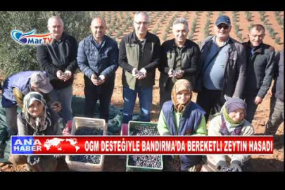 OGM DESTEĞIYLE BANDIRMA’DA BEREKETLI ZEYTIN HASADI